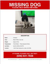 Lost Male Dog last seen Near Blake Dr, Clark  NJ, Woodbridge Township, NJ 07001