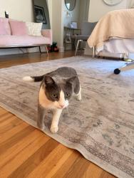 Found/Stray Male Cat last seen La Piel Esthetics, Ventura, CA 93001