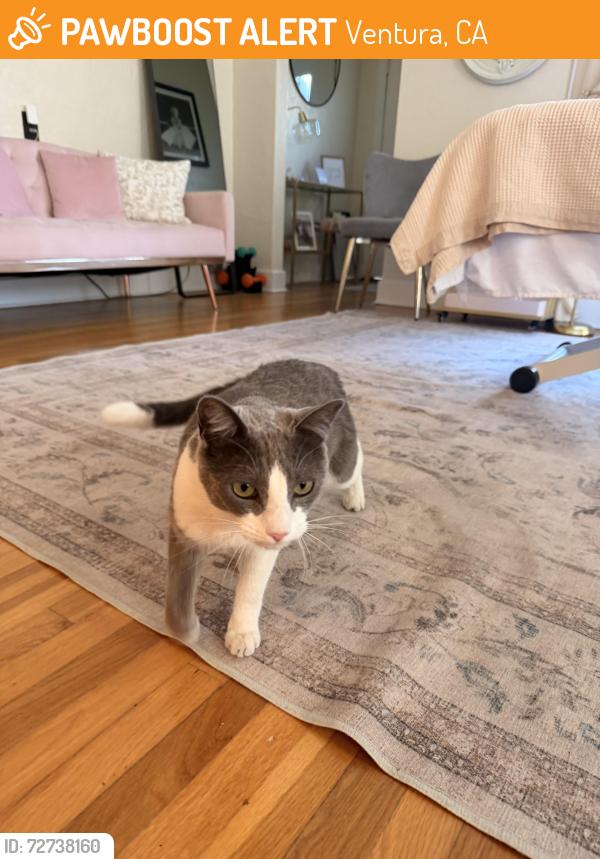 Found/Stray Male Cat last seen La Piel Esthetics, Ventura, CA 93001