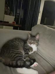 Lost Male Cat last seen Lumsden and Miller rd, Valrico, FL 33594