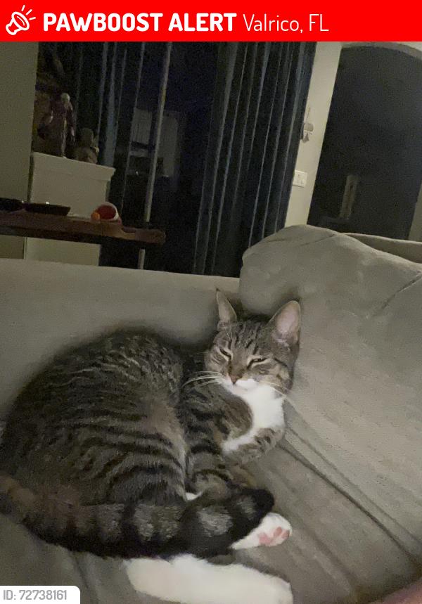 Lost Male Cat last seen Lumsden and Miller rd, Valrico, FL 33594