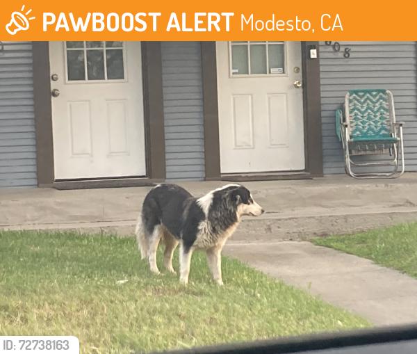 Found/Stray Unknown Dog last seen Sunrise and Lucern , Modesto, CA 95354