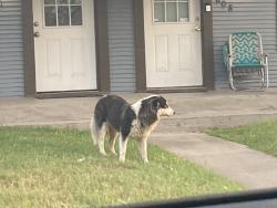 Found/Stray Unknown Dog last seen Sunrise and Lucern , Modesto, CA 95354