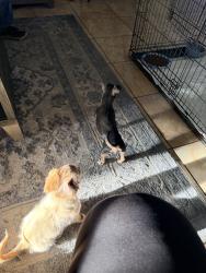 Found/Stray Female Dog last seen 83rd ave and highland, Phoenix, AZ 85033