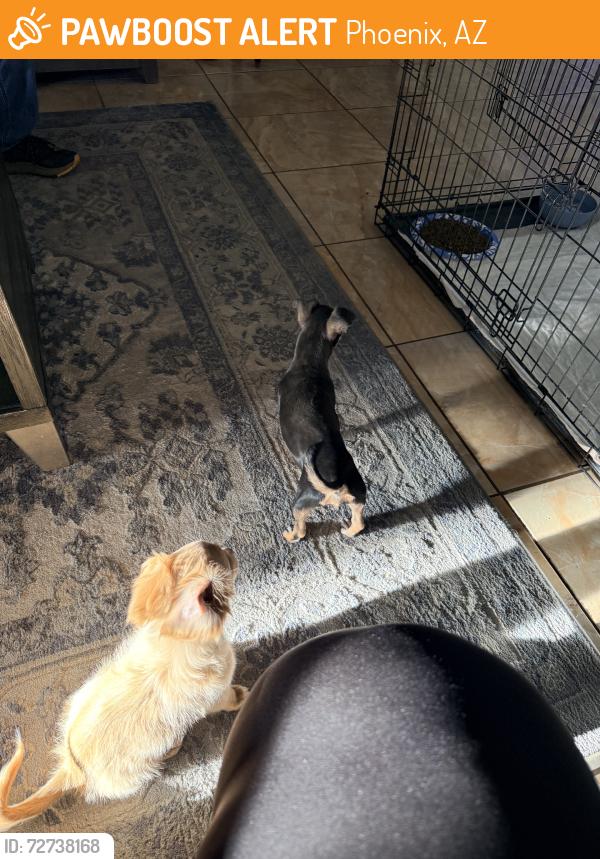 Found/Stray Female Dog last seen 83rd ave and highland, Phoenix, AZ 85033