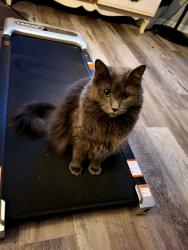 Lost Female Cat last seen Near Warren Byrd Ln , Plant City, FL 33565