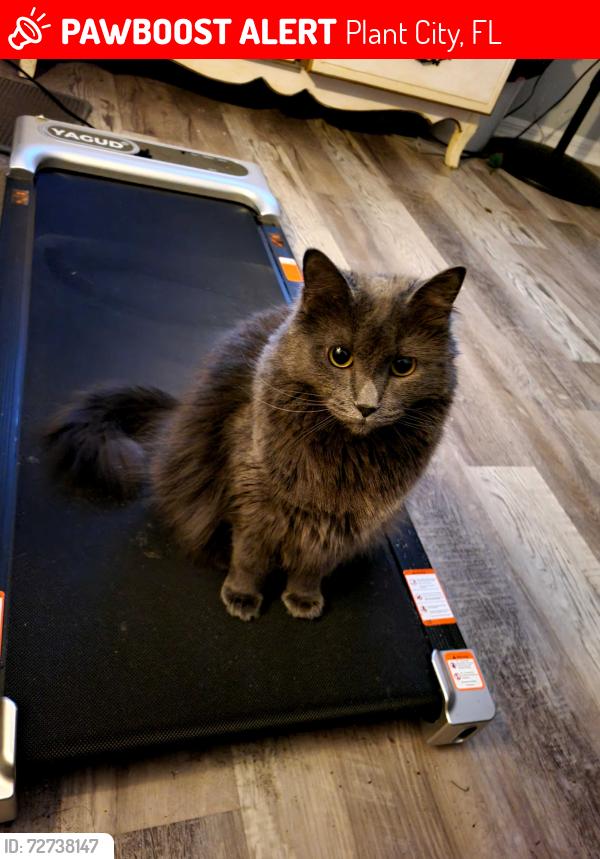 Lost Female Cat last seen Near Warren Byrd Ln , Plant City, FL 33565