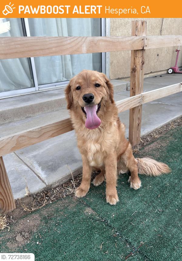 Found/Stray Male Dog last seen Choiceana ave , Hesperia, CA 92345