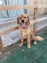 Found/Stray Male Dog last seen Choiceana ave , Hesperia, CA 92345