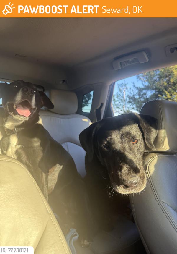 Found/Stray Male Dog last seen Broadway and Seward rd. , Seward, OK 73044