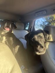 Found/Stray Male Dog last seen Broadway and Seward rd. , Seward, OK 73044
