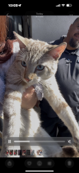 Lost Female Cat last seen Towbin Kia, Henderson, NV 89014
