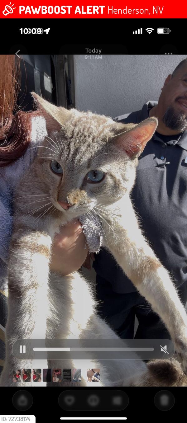 Lost Female Cat last seen Towbin Kia, Henderson, NV 89014