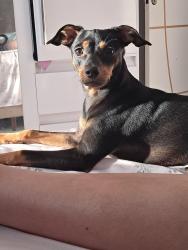 Lost Male Dog last seen Rua antonio Francisco de andrade , Guatupê, PR 83060-525
