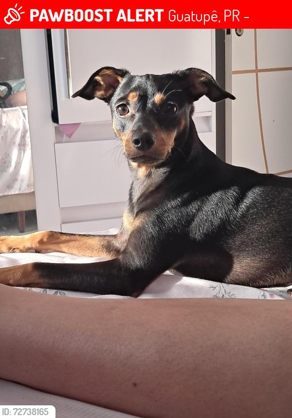 Lost Male Dog last seen Rua antonio Francisco de andrade , Guatupê, PR 83060-525