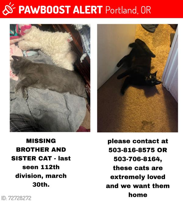 Lost Female Cat last seen 112th and division , Portland, OR 97216