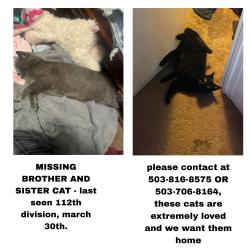 Lost Female Cat last seen 112th and division , Portland, OR 97216