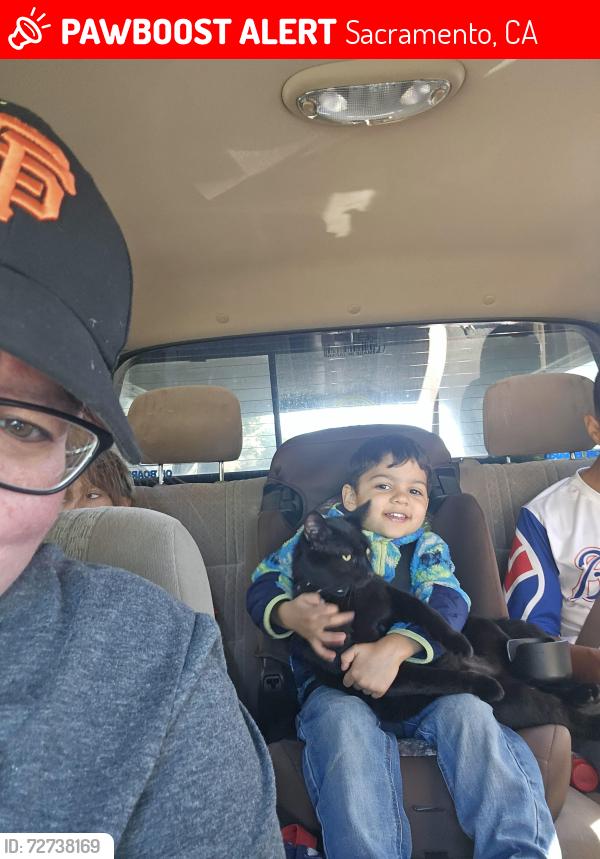 Lost Male Cat last seen Winkler Way and Turnbury Drive, Sacramento, CA 95828