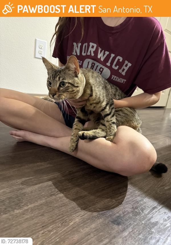 Found/Stray Male Cat last seen Regal Pantry Gas Station, San Antonio, TX 78257
