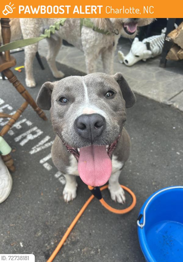 Found/Stray Female Dog last seen Sudbury and Seaforth, Charlotte, NC 28205