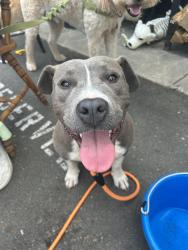 Found/Stray Female Dog last seen Sudbury and Seaforth, Charlotte, NC 28205