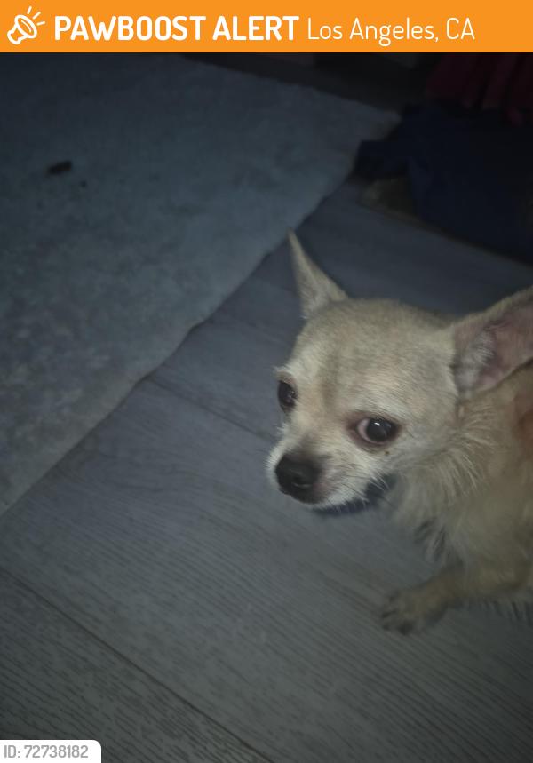 Found/Stray Male Dog last seen 80th and Figueroa , Los Angeles, CA 90044