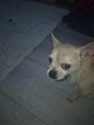 Found/Stray Male Dog last seen 80th and Figueroa , Los Angeles, CA 90044