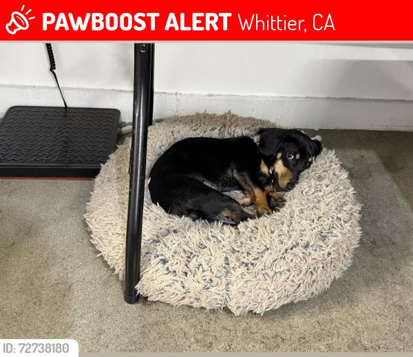 Lost Female Dog last seen Santa Gertrude’s and Leffingwell , Whittier, CA 90604