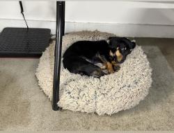 Lost Female Dog last seen Santa Gertrude’s and Leffingwell , Whittier, CA 90604