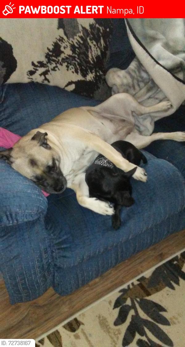 Lost Female Dog last seen Midland , Nampa, ID 83651