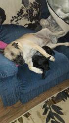Lost Female Dog last seen Midland , Nampa, ID 83651