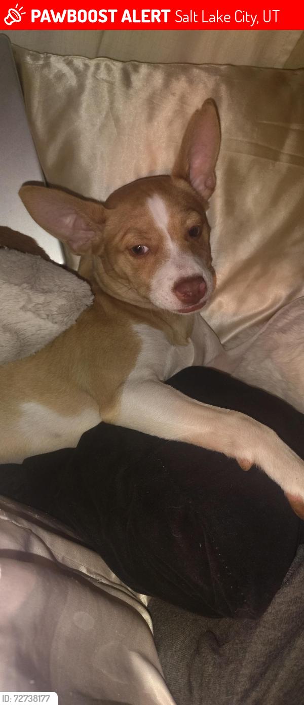 Lost Female Dog last seen alta st and federal heights Dr, Salt Lake City, UT 84103