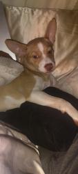 Lost Female Dog last seen alta st and federal heights Dr, Salt Lake City, UT 84103