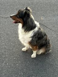 Found/Stray Unknown Dog last seen Jonathan and Holly/ Adelanto , Adelanto, CA 92301