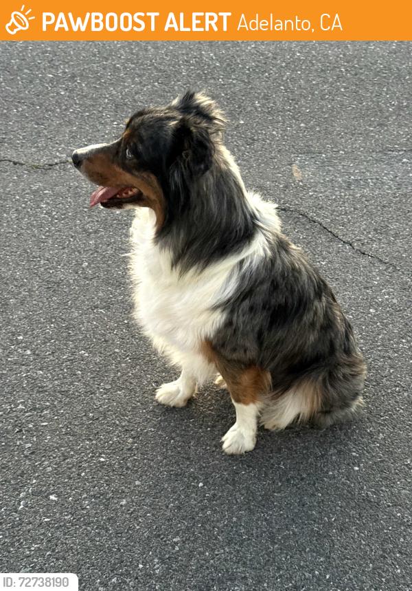 Found/Stray Unknown Dog last seen Jonathan and Holly/ Adelanto , Adelanto, CA 92301
