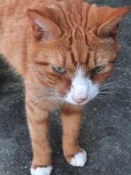 Lost Male Cat last seen Voorhis, DeLand, FL 32724