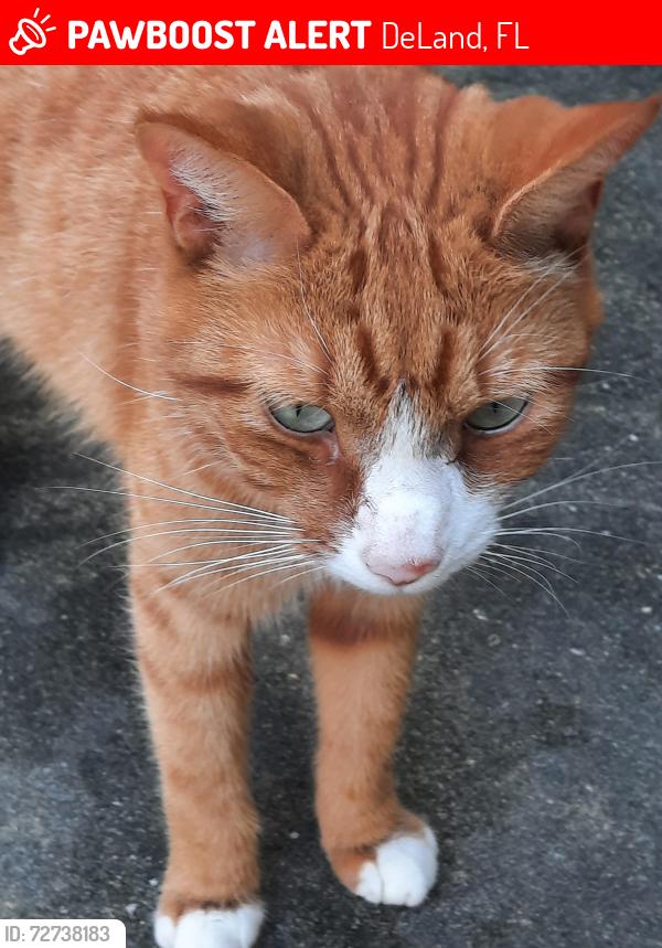 Lost Male Cat last seen Voorhis, DeLand, FL 32724