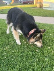 Found/Stray Unknown Dog last seen McDonald’s on Fesler St., Santa Maria CA , Santa Maria, CA 93458