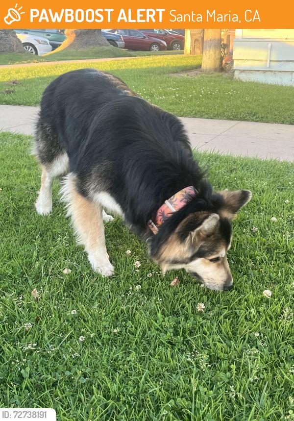 Found/Stray Unknown Dog last seen McDonald’s on Fesler St., Santa Maria CA , Santa Maria, CA 93458