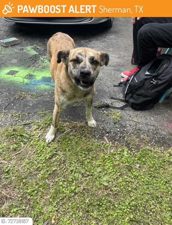 Found/Stray Female Dog last seen Highway 11, crutchfeild elementary , Sherman, TX 75090
