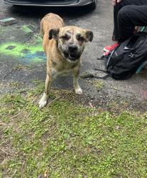 Found/Stray Female Dog last seen Highway 11, crutchfeild elementary , Sherman, TX 75090