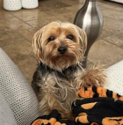 Lost Female Dog last seen Via vista, canyon hill , Riverside, CA 92506