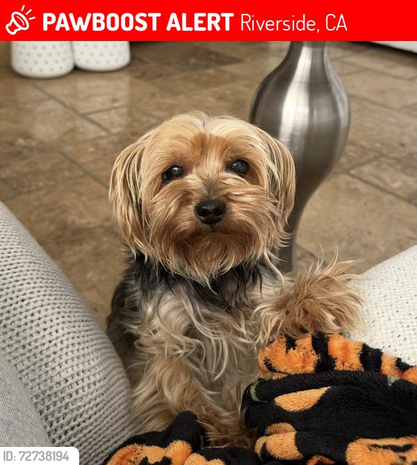 Lost Female Dog last seen Via vista, canyon hill , Riverside, CA 92506