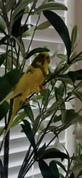 Lost Unknown Bird last seen Tempo Community North Las Vegas , North Las Vegas, NV 89032