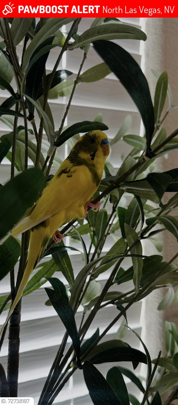 Lost Unknown Bird last seen Tempo Community North Las Vegas , North Las Vegas, NV 89032