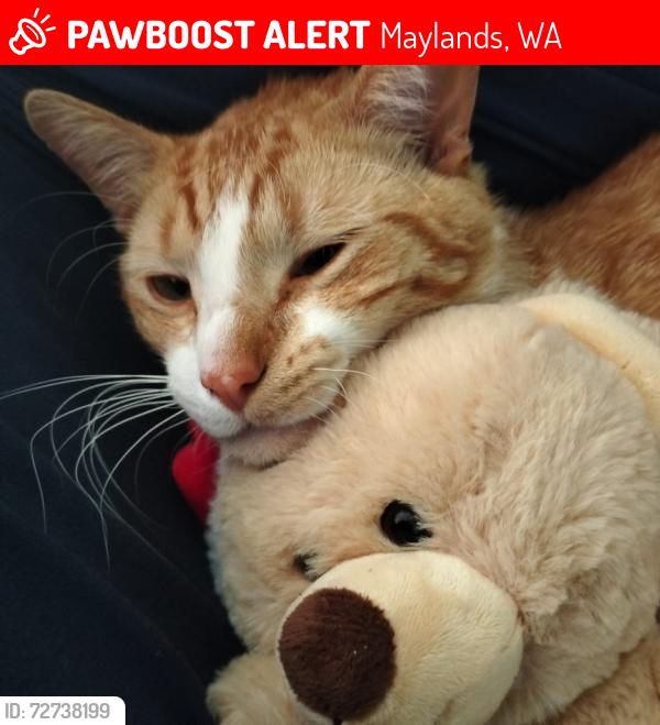 Lost Male Cat last seen Coode & Kennedy, Maylands, WA 6051