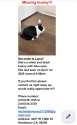 Lost Female Rabbit last seen 13th st, Hawthorne, CA 90250