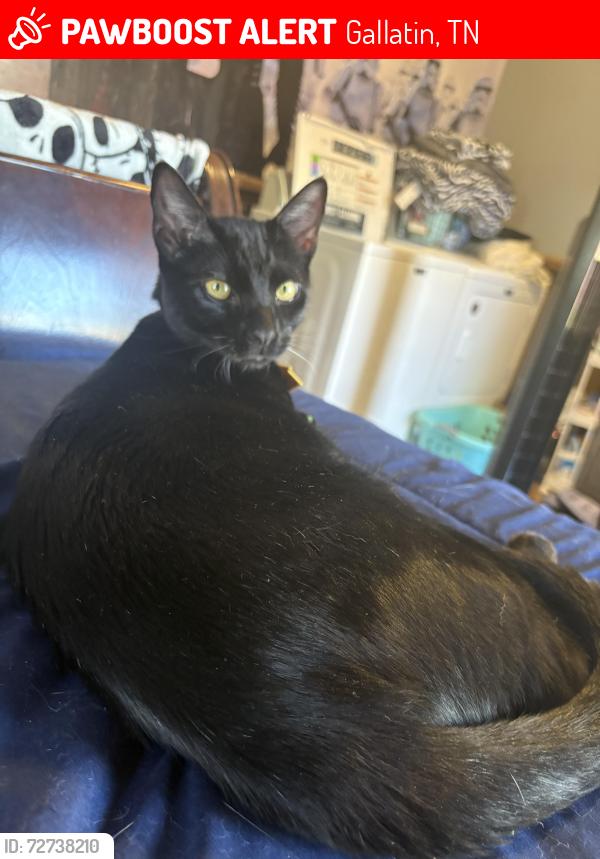 Lost Male Cat last seen Countryside veterinary , Gallatin, TN 37066