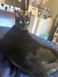 Lost Male Cat last seen Countryside veterinary , Gallatin, TN 37066