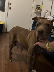 Found/Stray Female Dog last seen Sweetwater Park on SE 2nd Pl, Gainesville, FL 32601